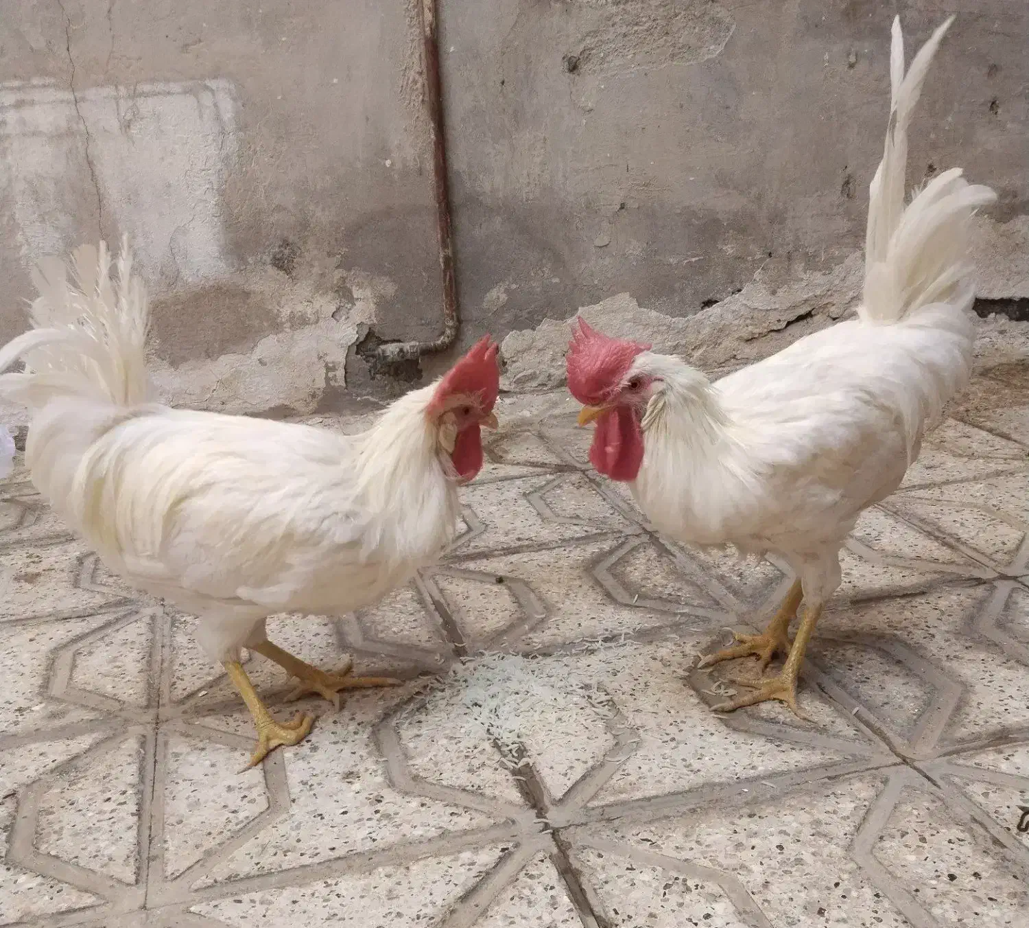 جوجه خروس|حیوانات مزرعه|جم, |دیوار