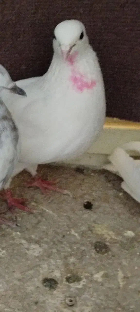 کبوتر|پرنده|خرمدره, |دیوار