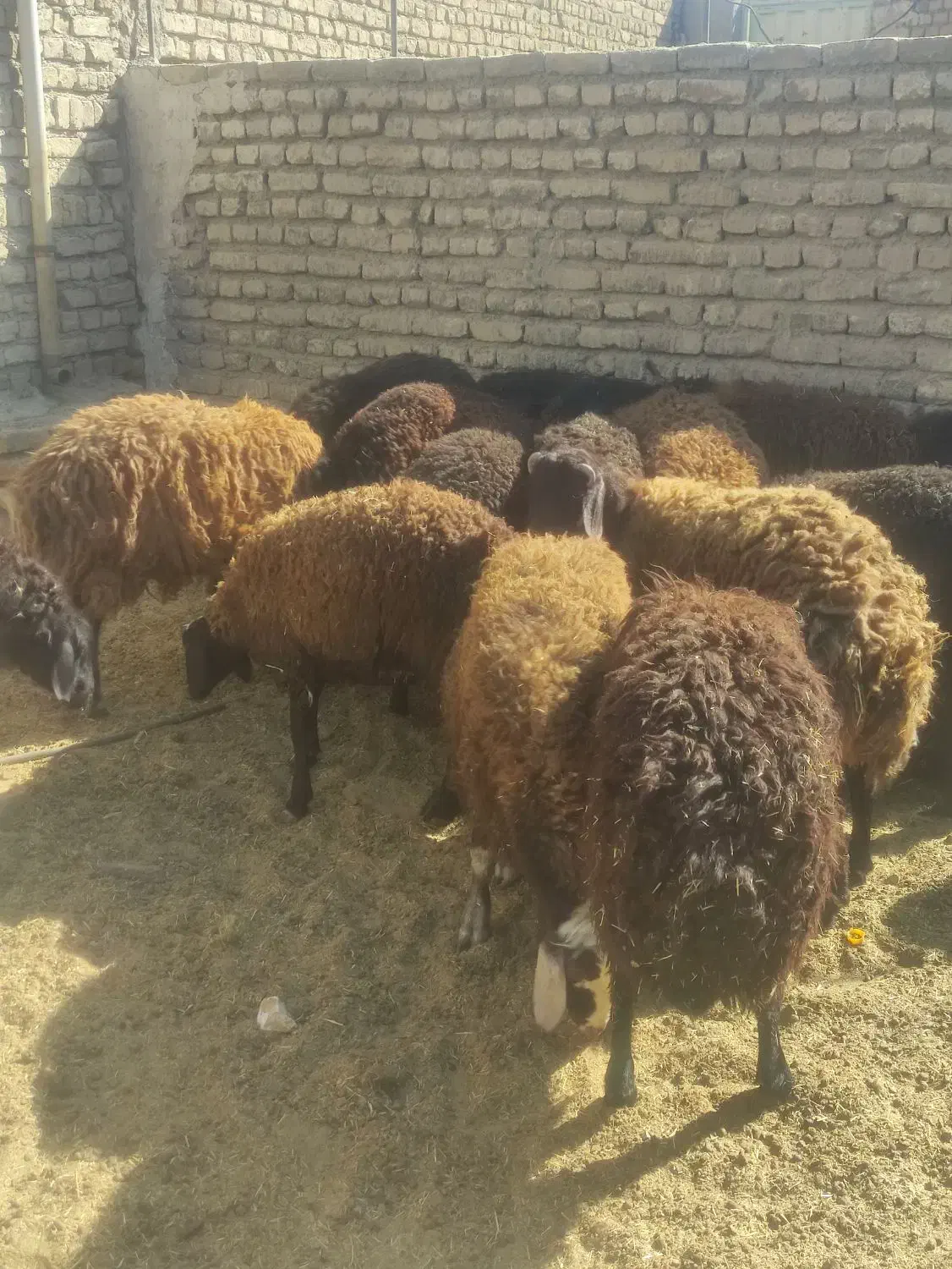 بره نر وماده|حیوانات مزرعه|پاکدشت, پاکدشت (مامازند)|دیوار