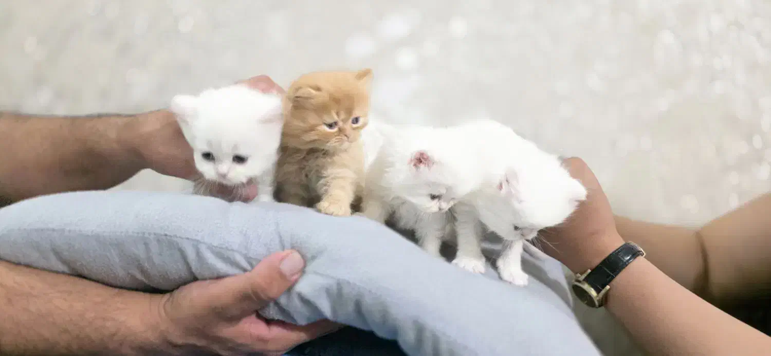 گربه پرشین|گربه|گلستان (تهران), |دیوار