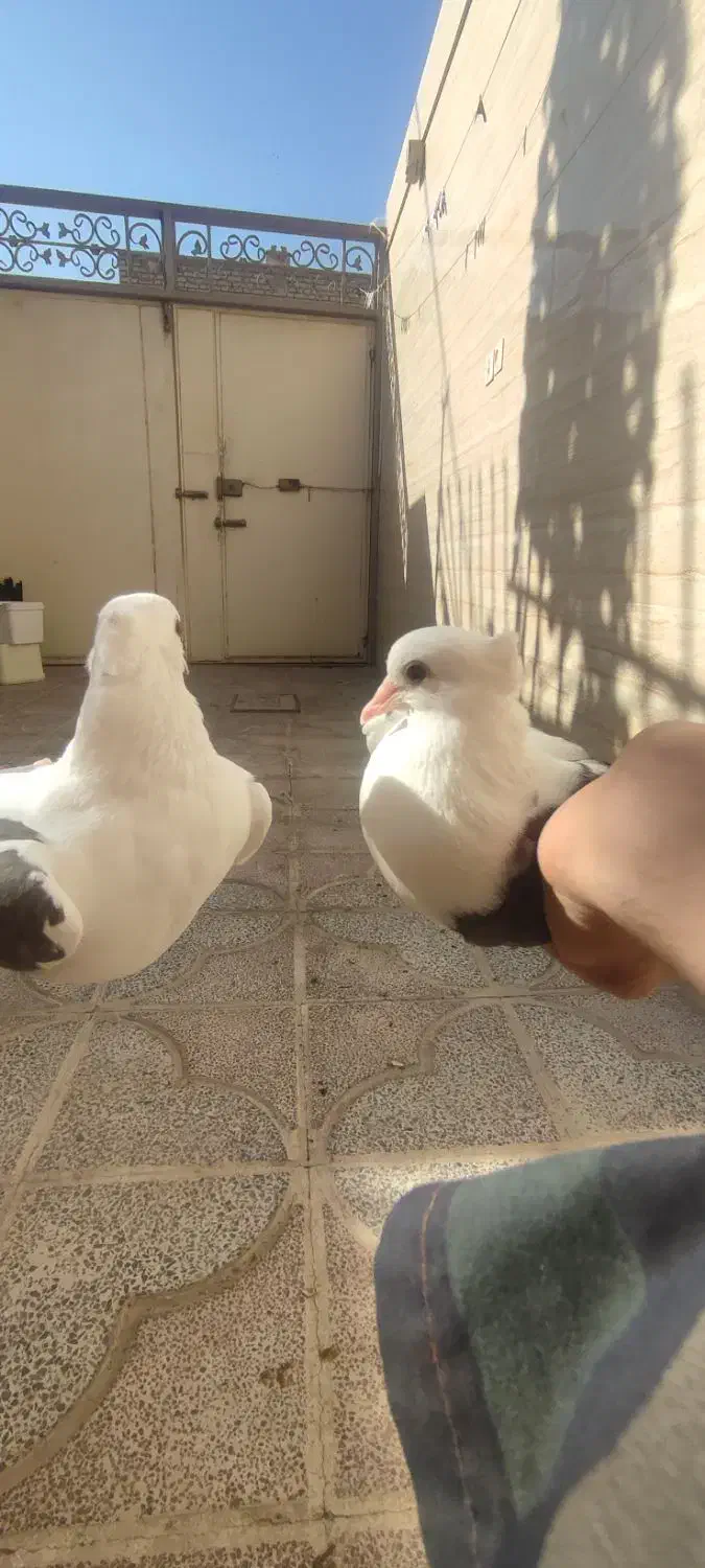 کفتر|پرنده|یزد, |دیوار