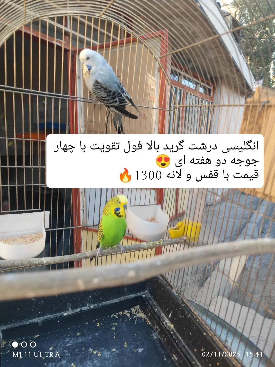 مرغ عشق مولد با جوجه  انواع رنگ ها و نژادها|پرنده|پاوه, |دیوار