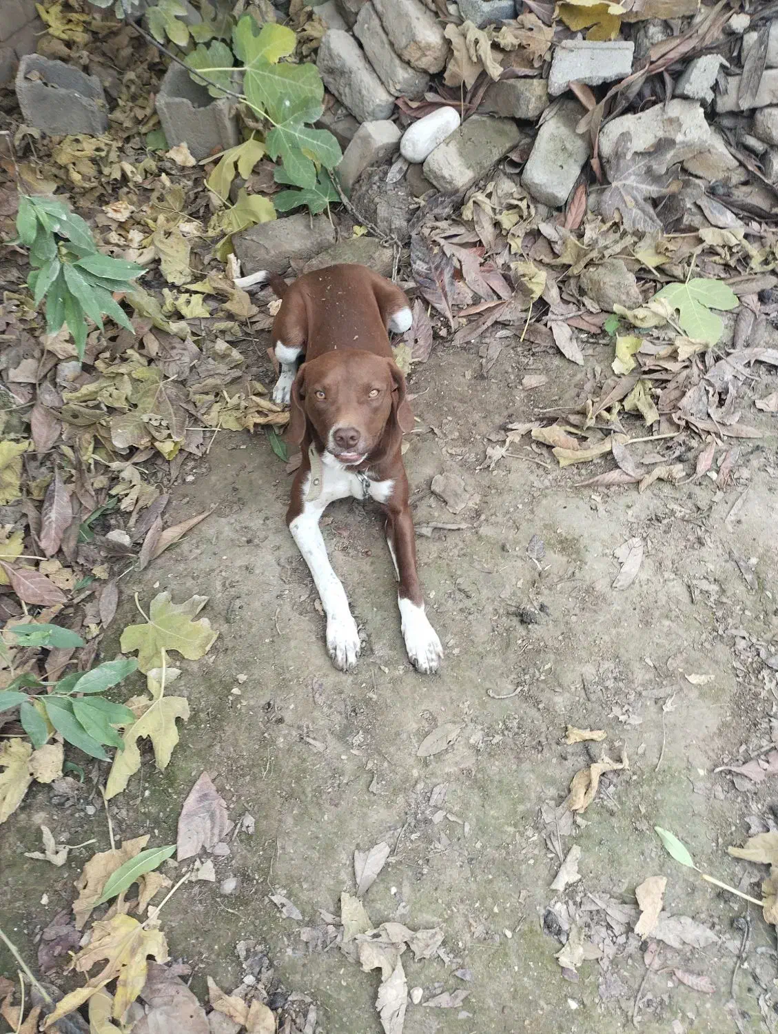 دنبلان یاب حرفه ای|سگ|کلاله, |دیوار