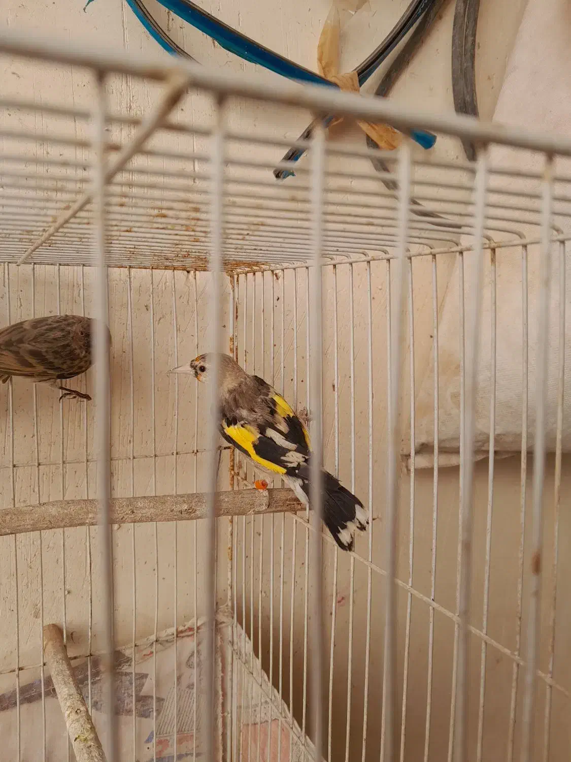 سهره نر.جوجه گلبسر.جوجه سهره .آگهی بخون|پرنده|تربت جام, حافظ|دیوار