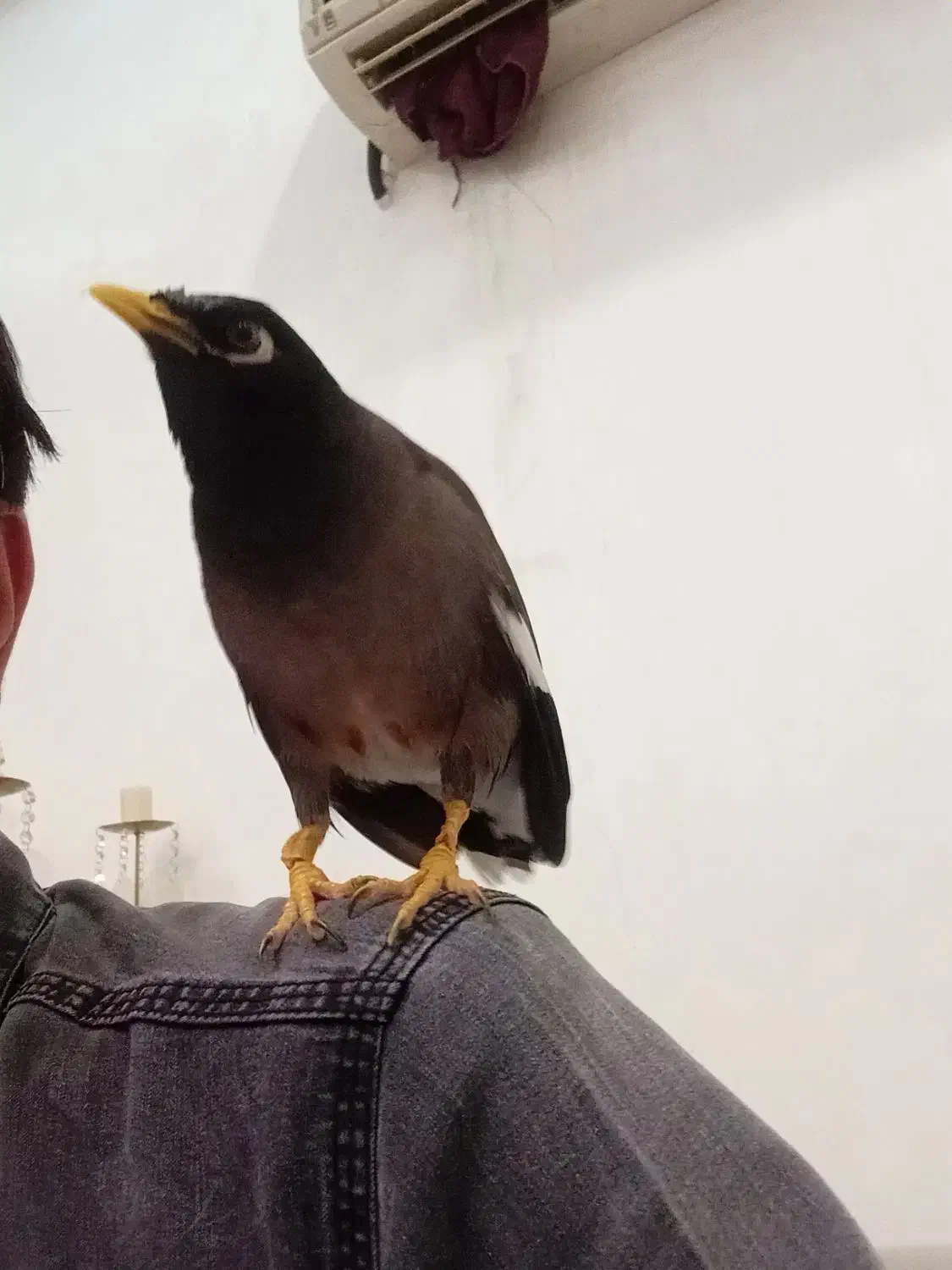 میناسخن گو|پرنده|مهران (ایلام), |دیوار