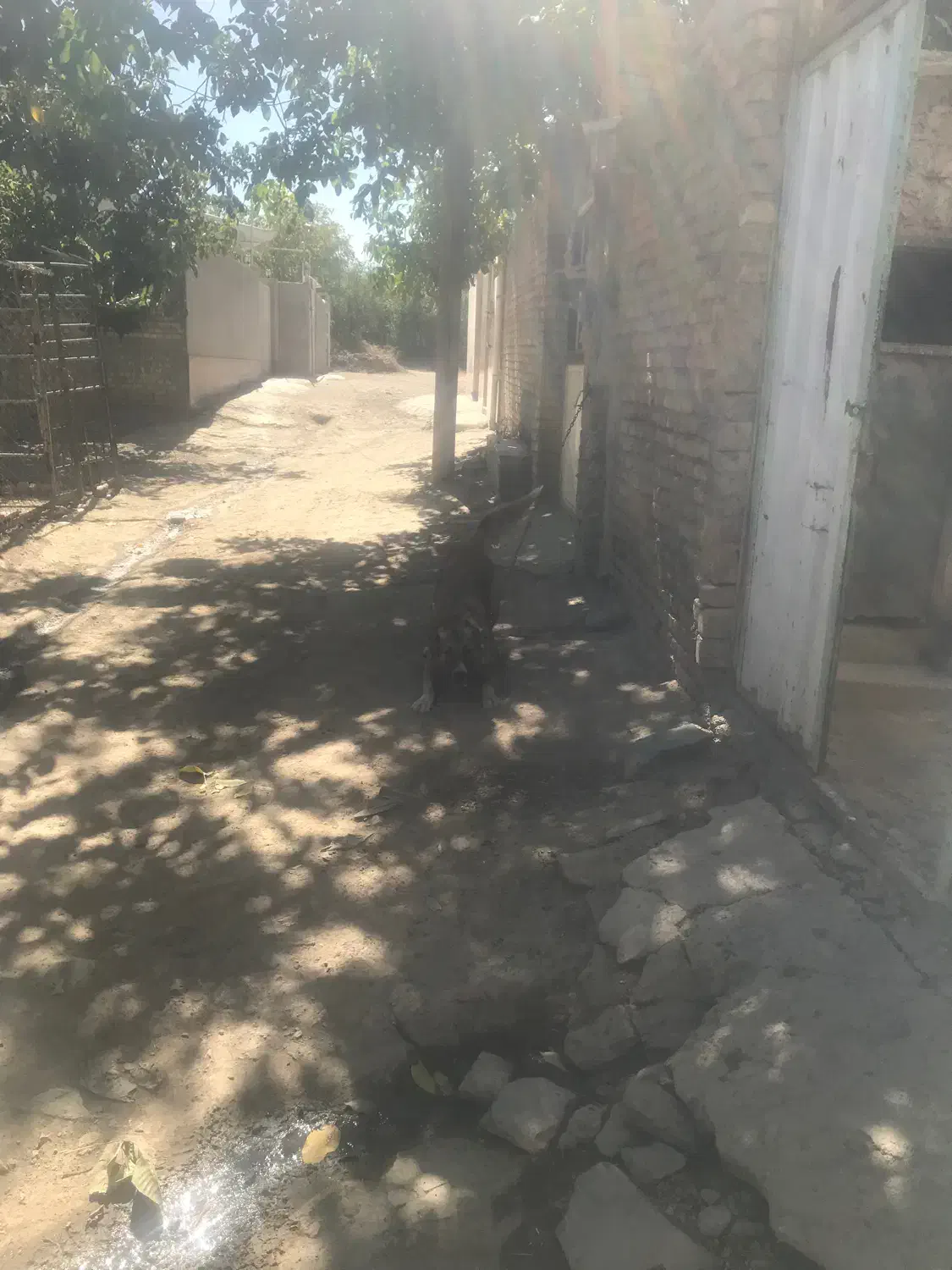 واگذاری سگ سراب|سگ|زند, |دیوار