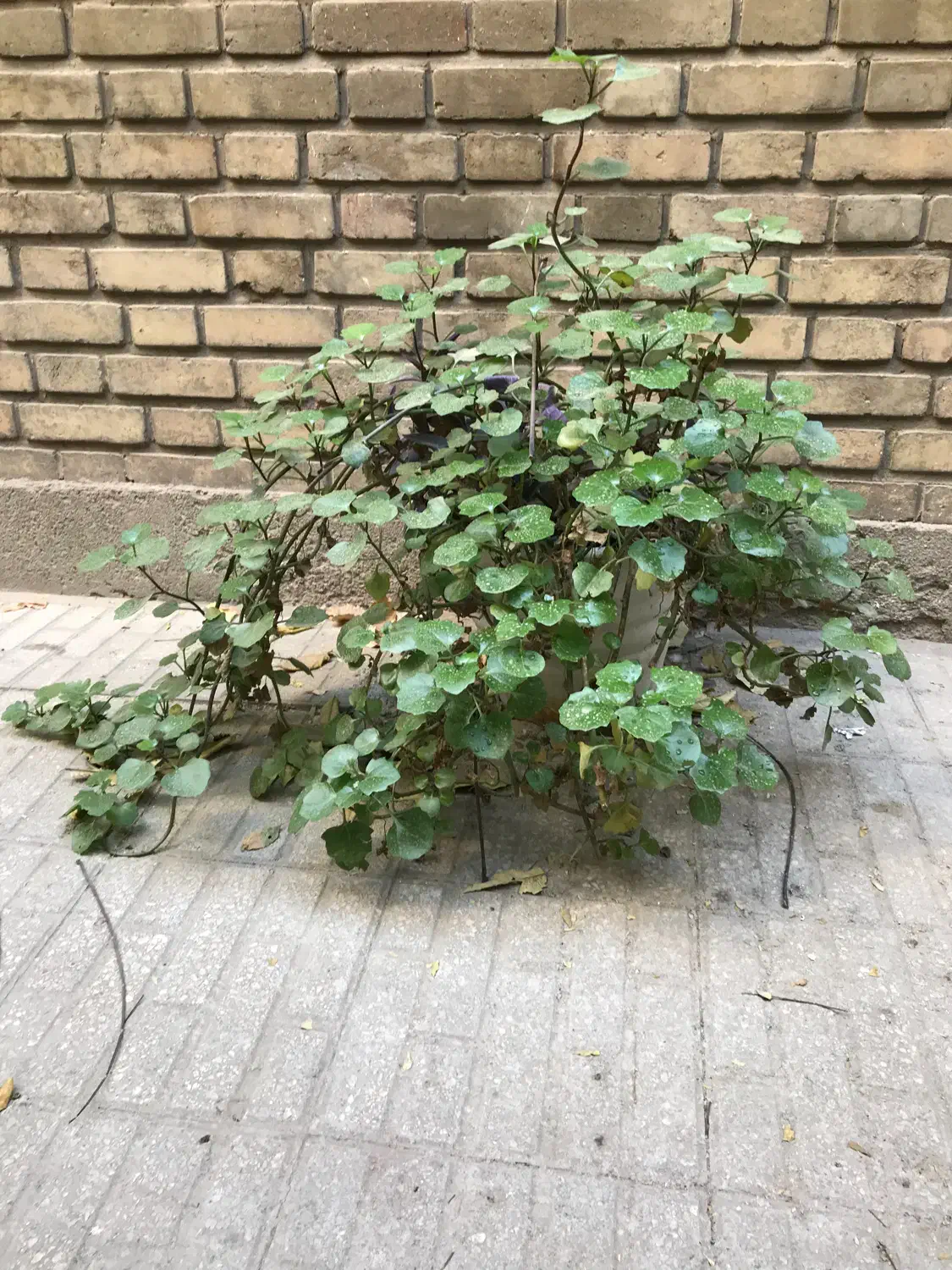 تعدادی گل حیاط و راه پله همه ۵۰۰ تومان|گل و گیاه طبیعی|تهران, خواجه نصیر طوسی|دیوار