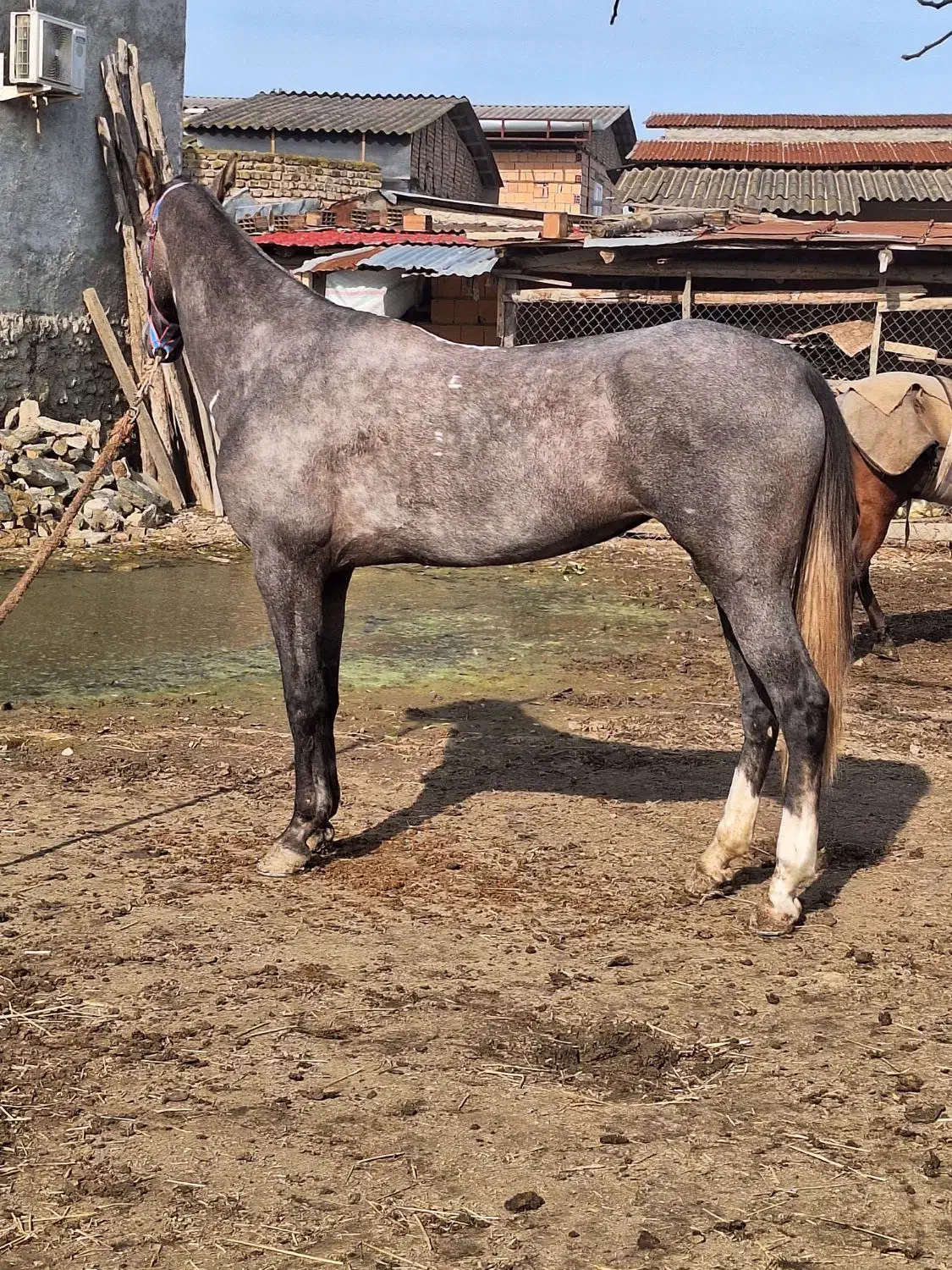 اسب اصیل ترکمن مادیون|اسب و تجهیزات اسب‌سواری|بندر ترکمن, |دیوار