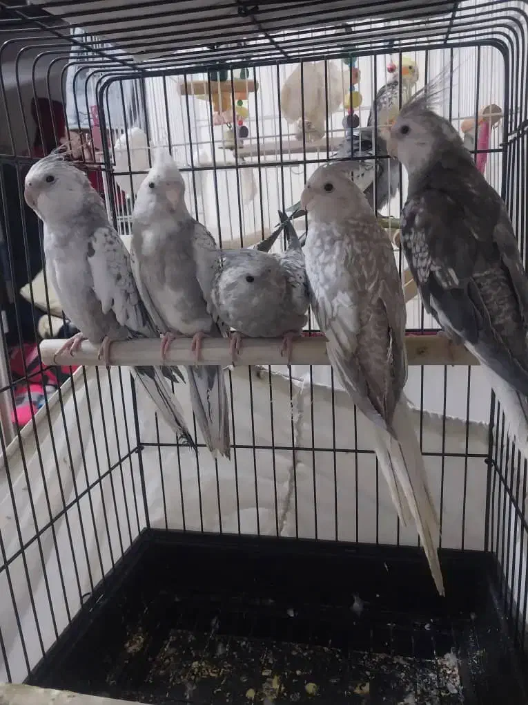 عروس هلندی آلبینوخالص ایزابلا لوتینوگلباقالی سخنگو|پرنده|شهریار, شهرک بهاران (ویره)|دیوار