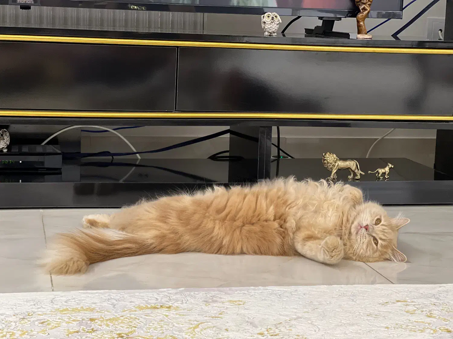 واگزاری|گربه|سنندج, |دیوار