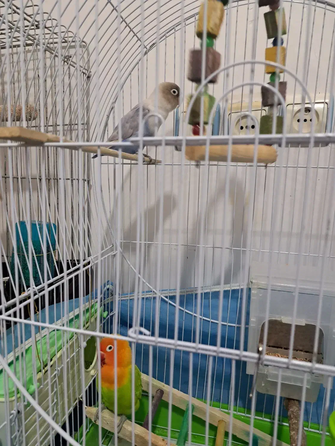 طوطی کوتوله برزیلی|پرنده|سلطانیه, |دیوار