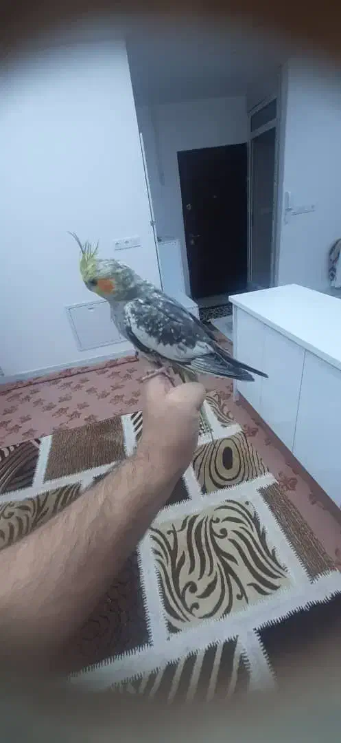 عروس هلندی|پرنده|جوانرود, |دیوار