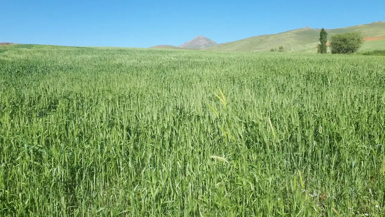 ۵تن کاه نرمو ریز|خدمات باغبانی و درختکاری|حسین آباد, |دیوار