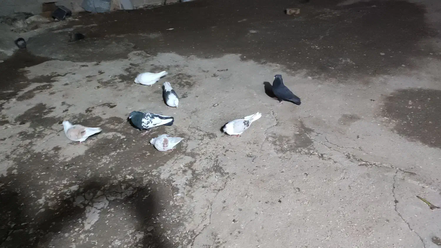 کبوتر|پرنده|دورود, |دیوار