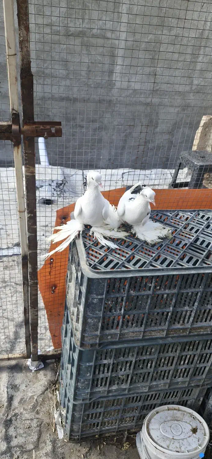 کبوتر ...|پرنده|تبریز, |دیوار