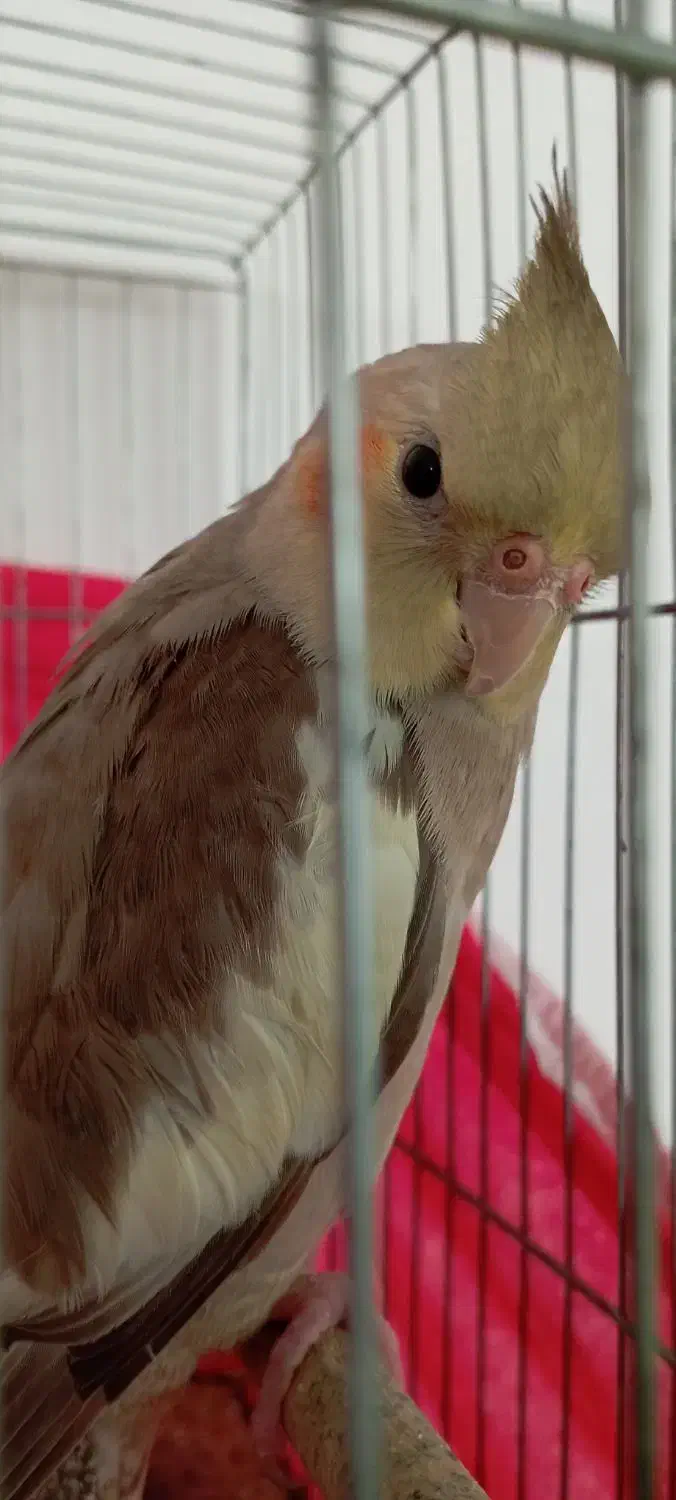 عروس هلندی|پرنده|فلاورجان, |دیوار