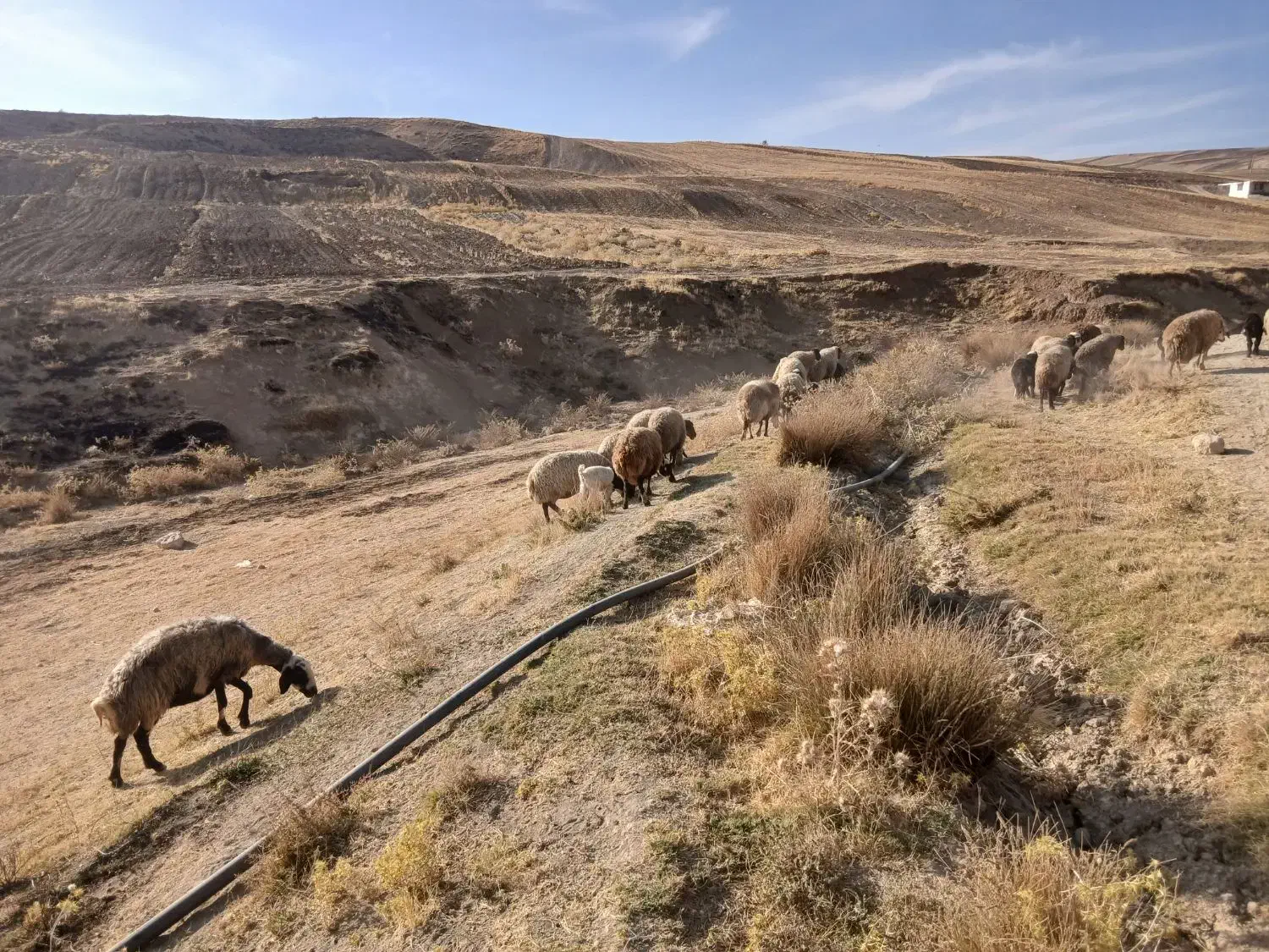 21 عدد میش و بره|حیوانات مزرعه|نورآباد, |دیوار
