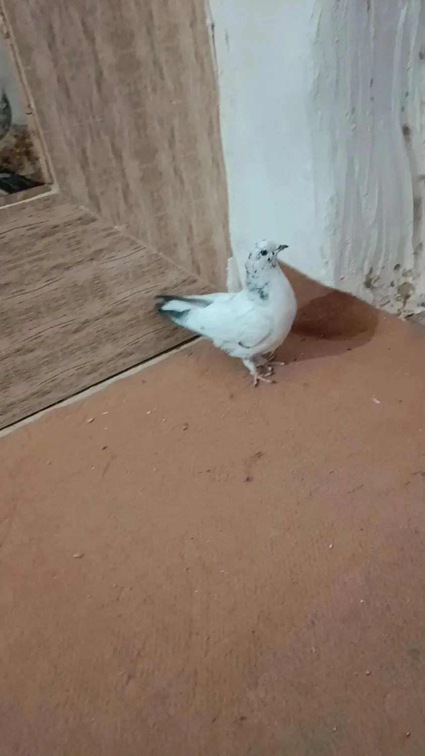 کفتر|پرنده|خاش, |دیوار