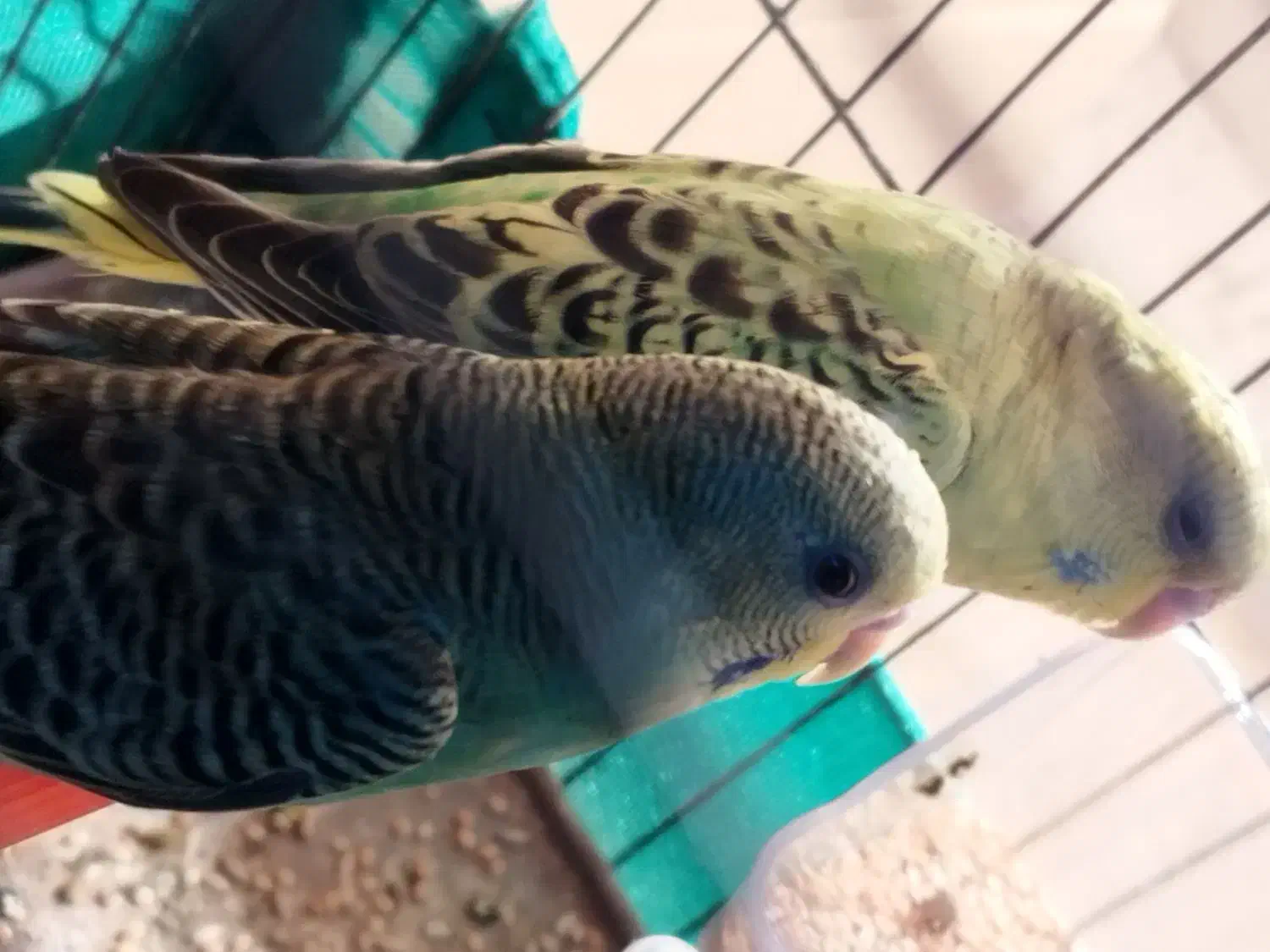 یک جفت مرغ عشق جوان|پرنده|باقرشهر, |دیوار