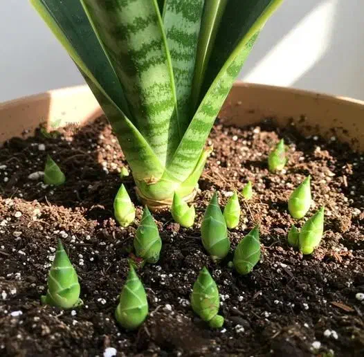 قرص کود|گل و گیاه طبیعی|فولادشهر, مسکن مهر فولادشهر|دیوار