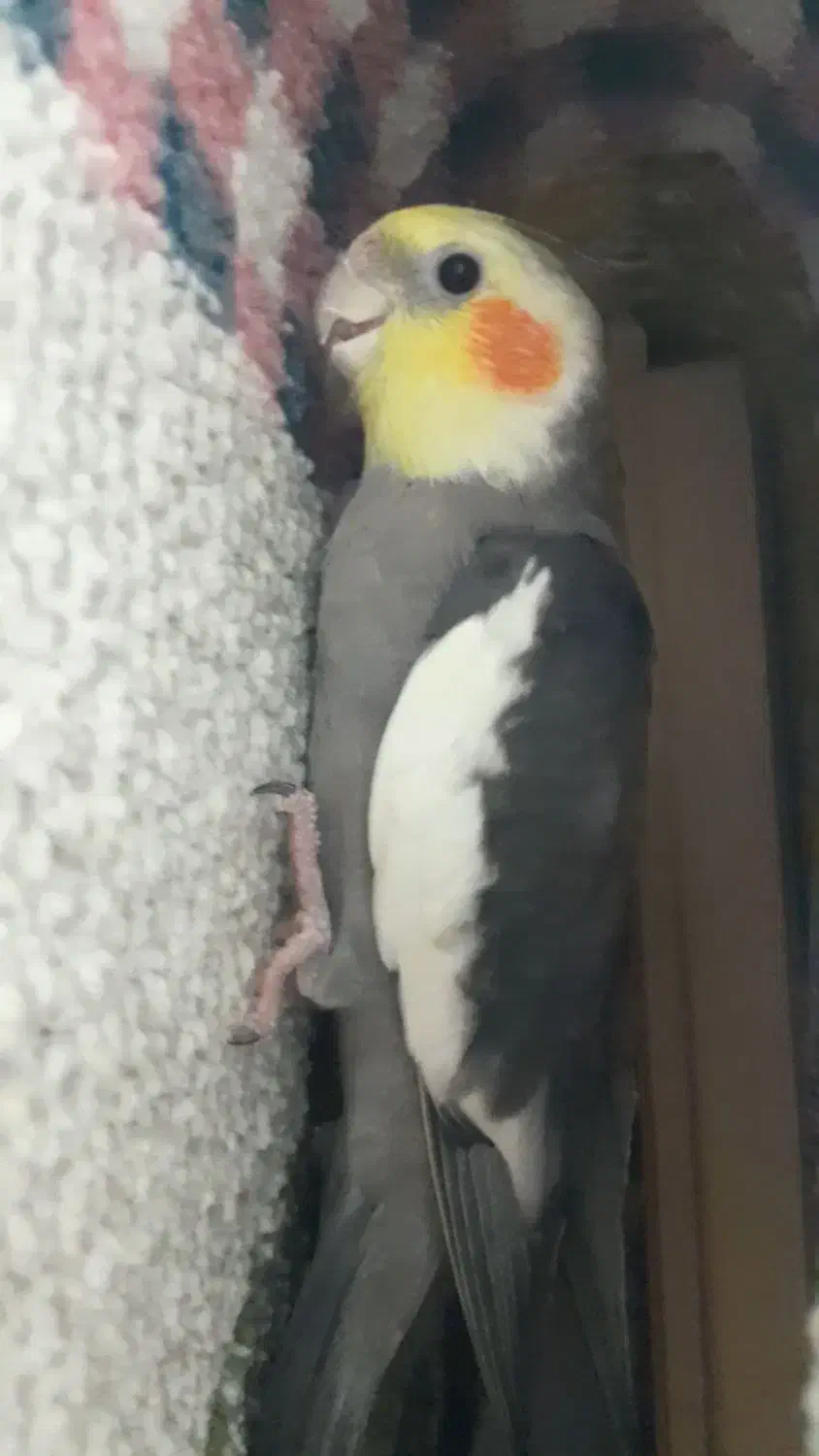 عروس هلندی گم شده|پرنده|مشهد, هفت تیر (نه دره)|دیوار