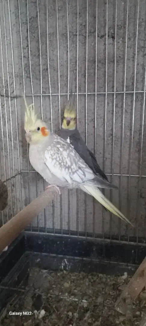 عروس هلندی|پرنده|دره شهر, |دیوار