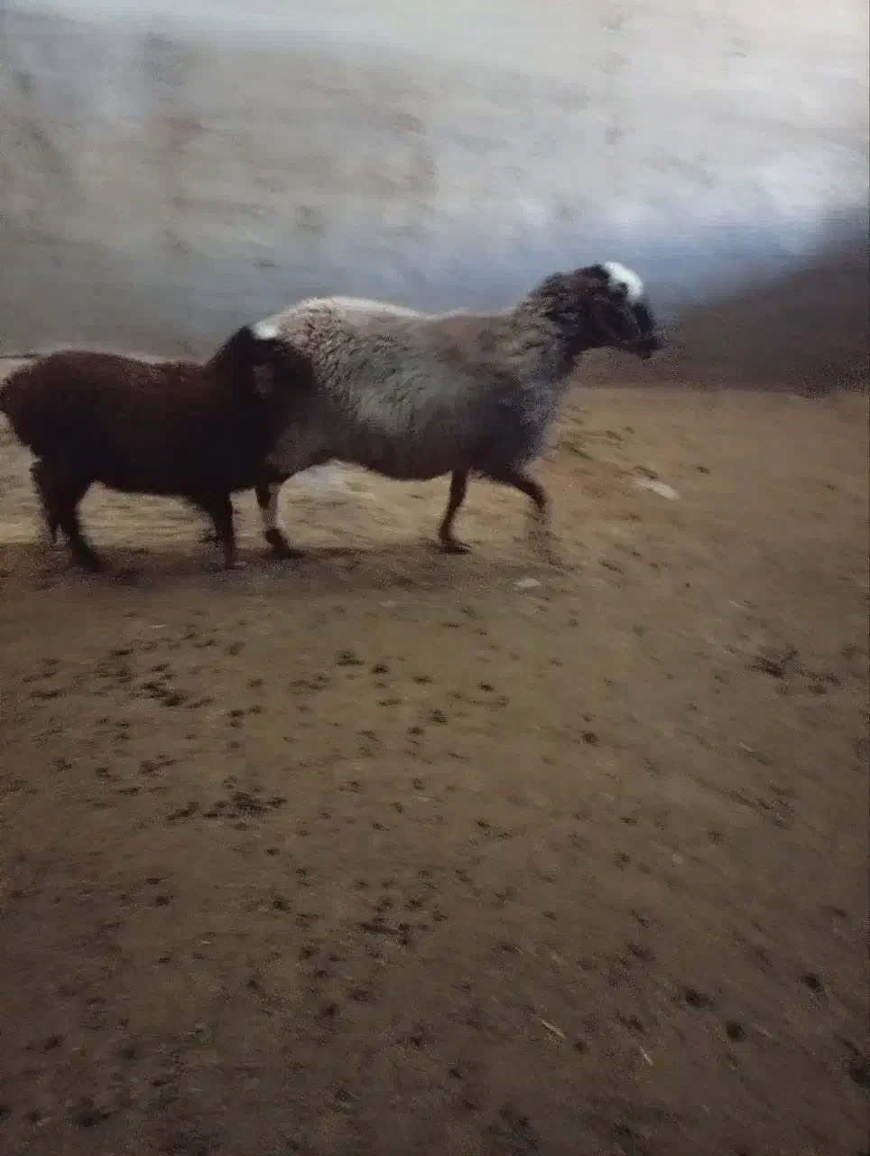 میش و بره افشاری|حیوانات مزرعه|ندوشن, |دیوار