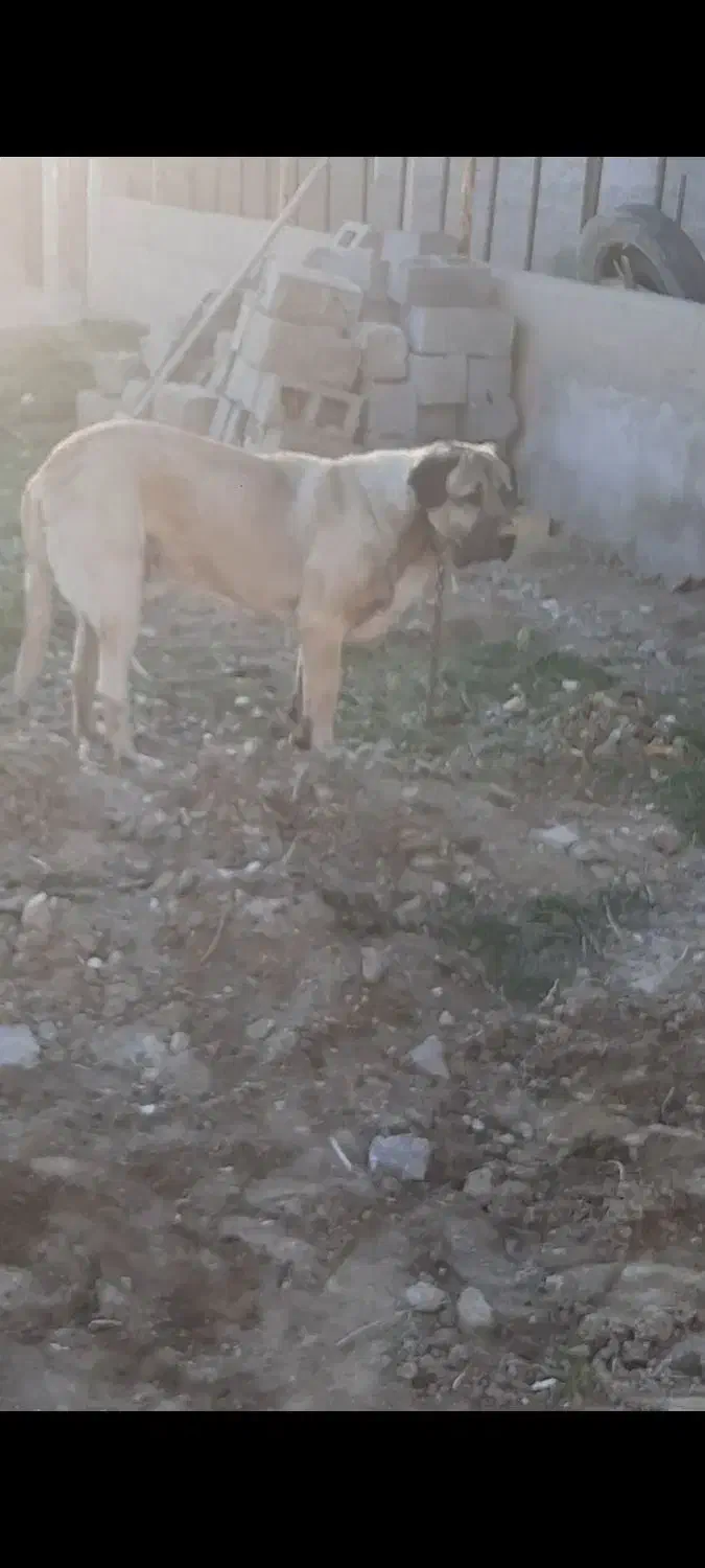 پژدر ۱۹ ماهه نر|سگ|کرمانشاه, |دیوار