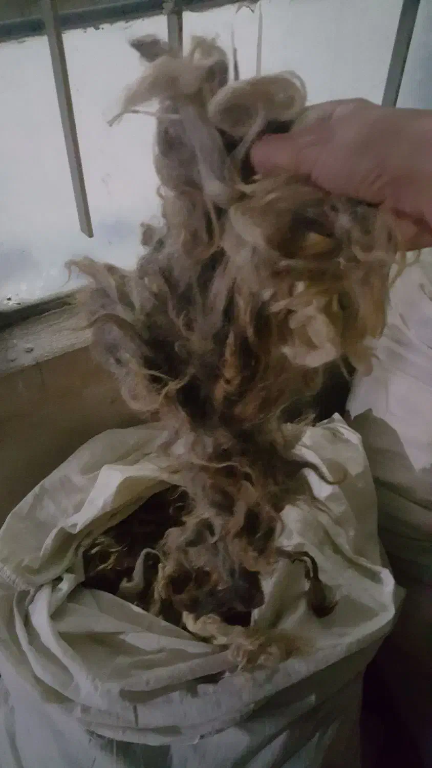 پشم گوسفند ۱۵الی ۲۰کیلو|رختخواب، بالش، پتو|ارومیه, |دیوار