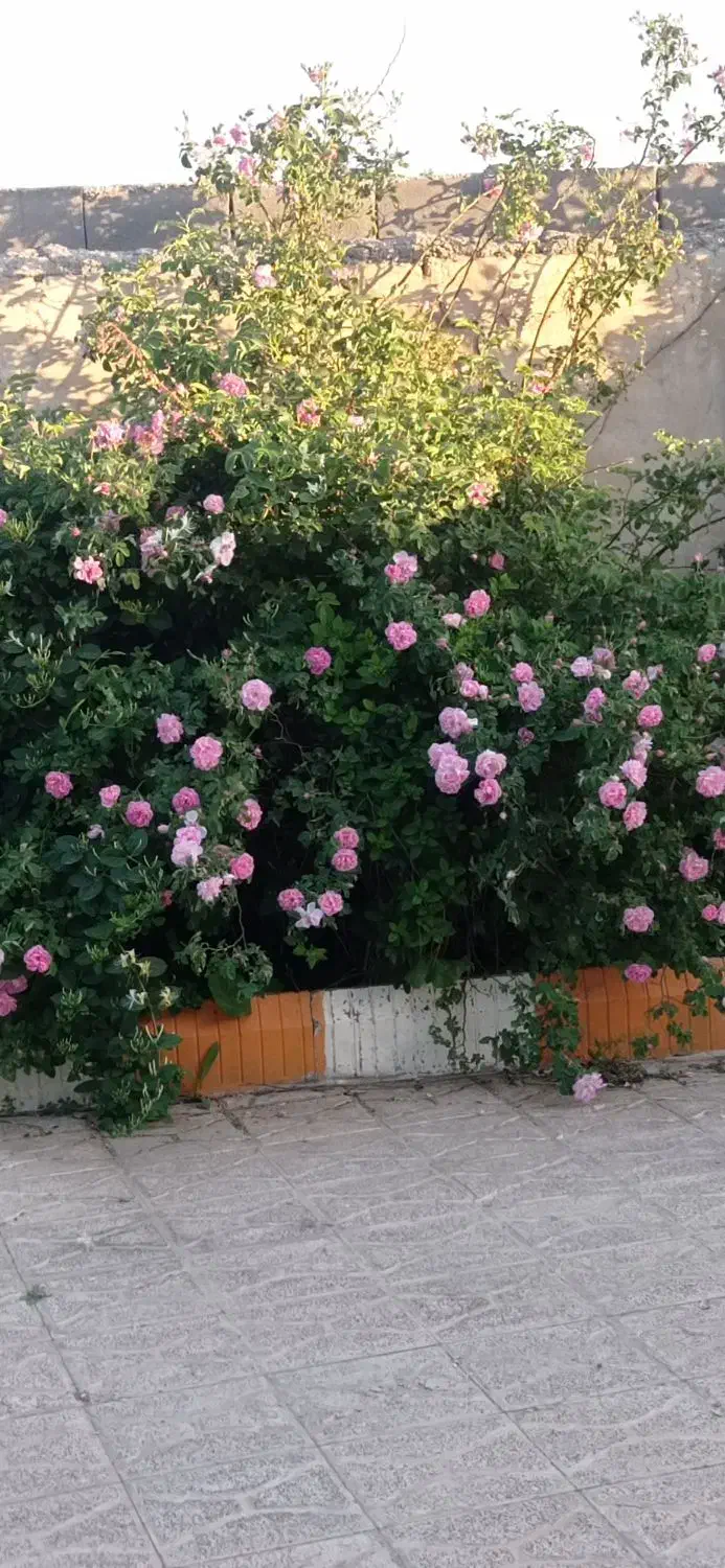 خانه ویلا|فروش خانه و ویلا|چناران, |دیوار