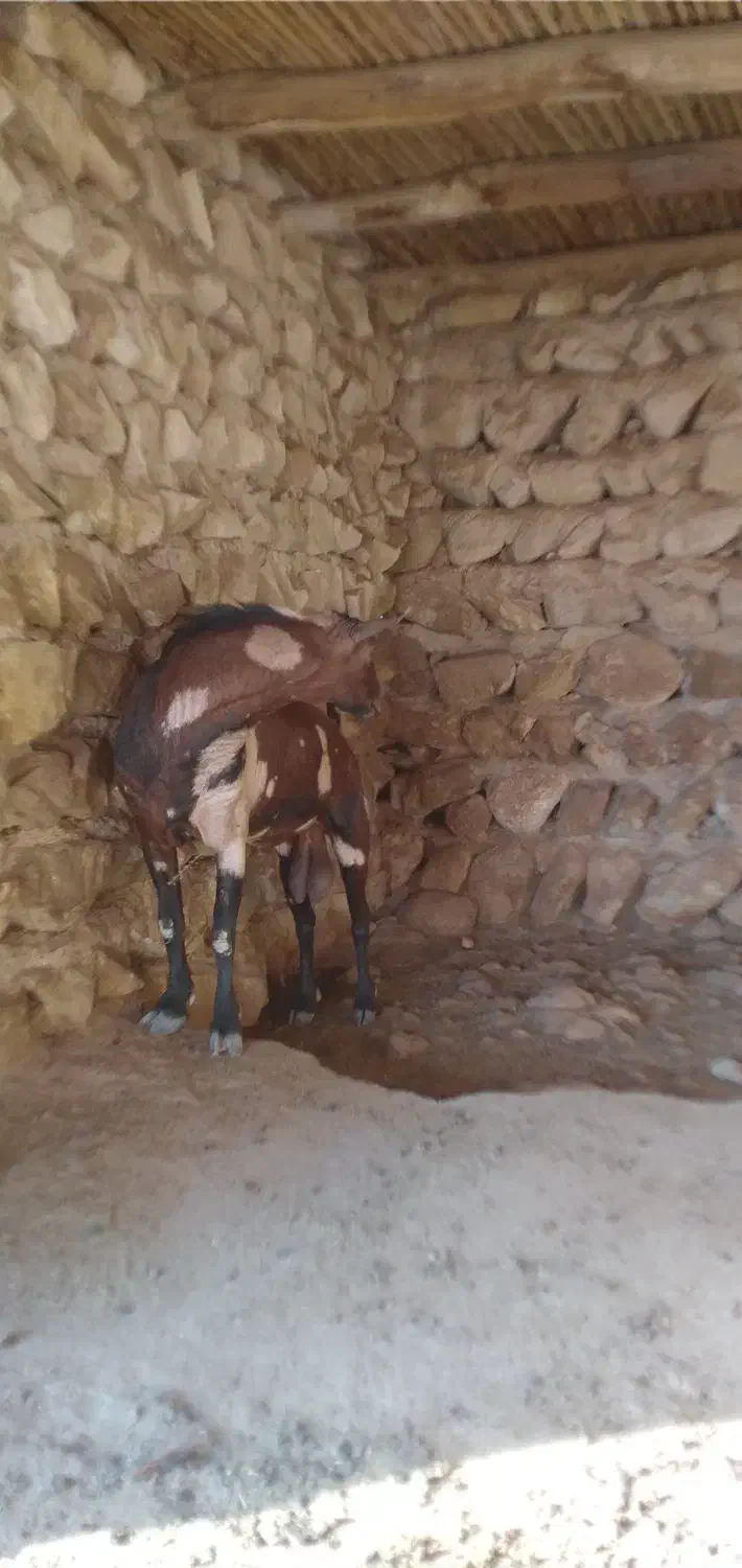 نری|حیوانات مزرعه|بندرعباس, |دیوار