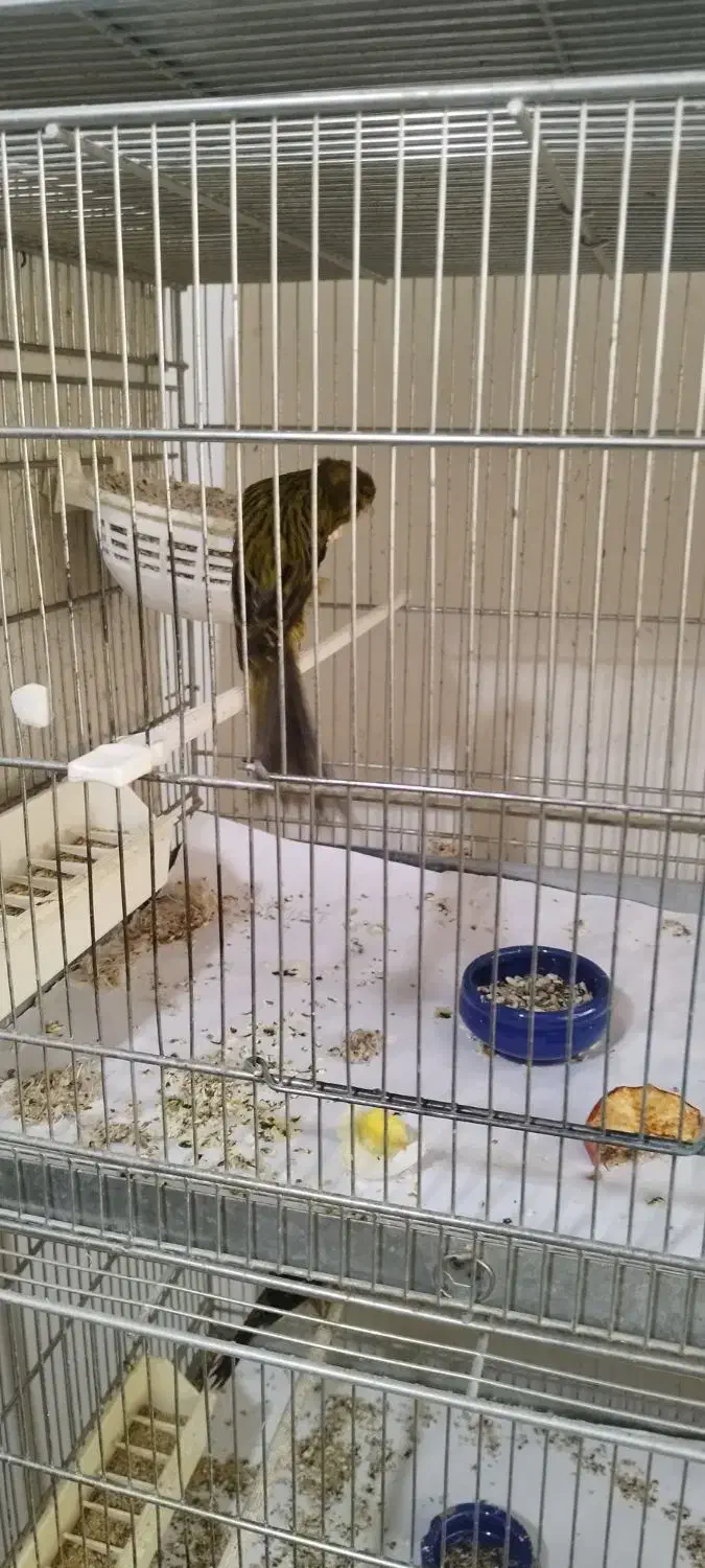 قناری رسمی بلند|پرنده|کرج, پیشاهنگی|دیوار