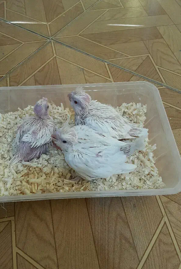 عروس هلندی سرلاکی البینو شاه طوطی قفس پرنده.خریدار|پرنده|کرج, حصارک بالا|دیوار