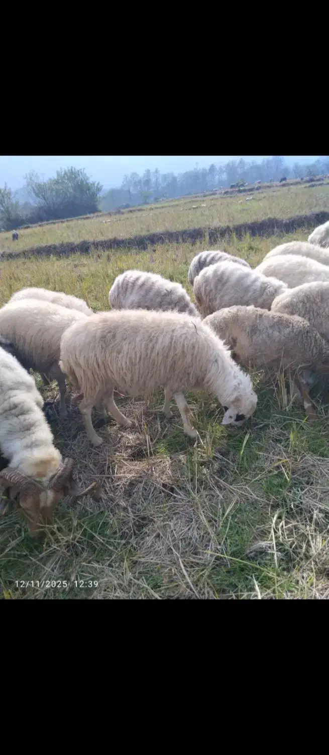 گوسفند شکم دار|حیوانات مزرعه|املش, |دیوار