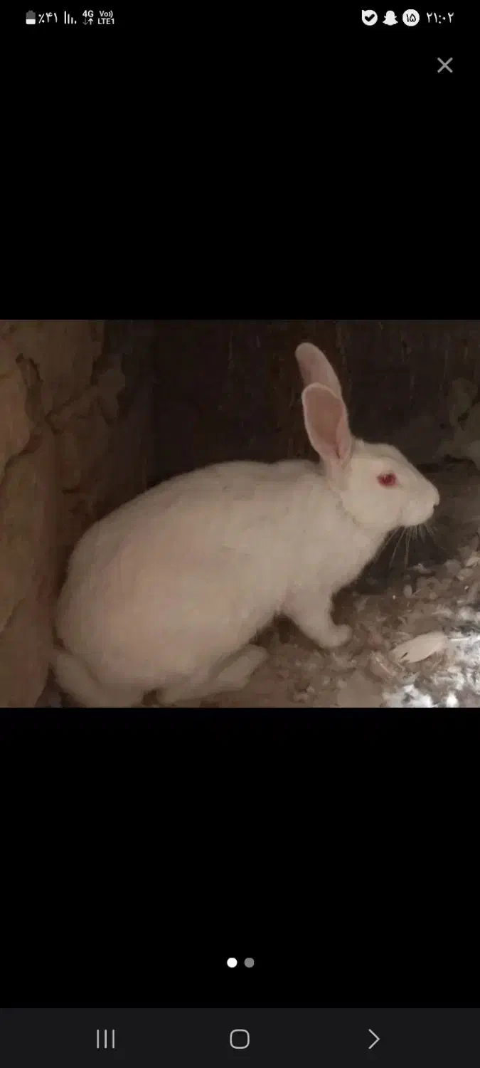 خرگوش سفید چشم قرمز خانگی|موش و خرگوش|زابل, |دیوار