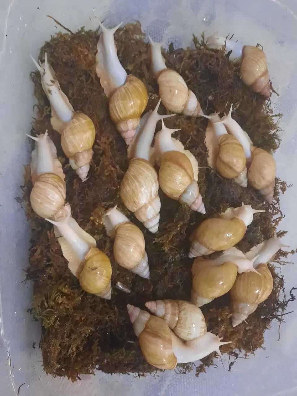 پرورش حلزون|خزنده|پارسآباد, |دیوار