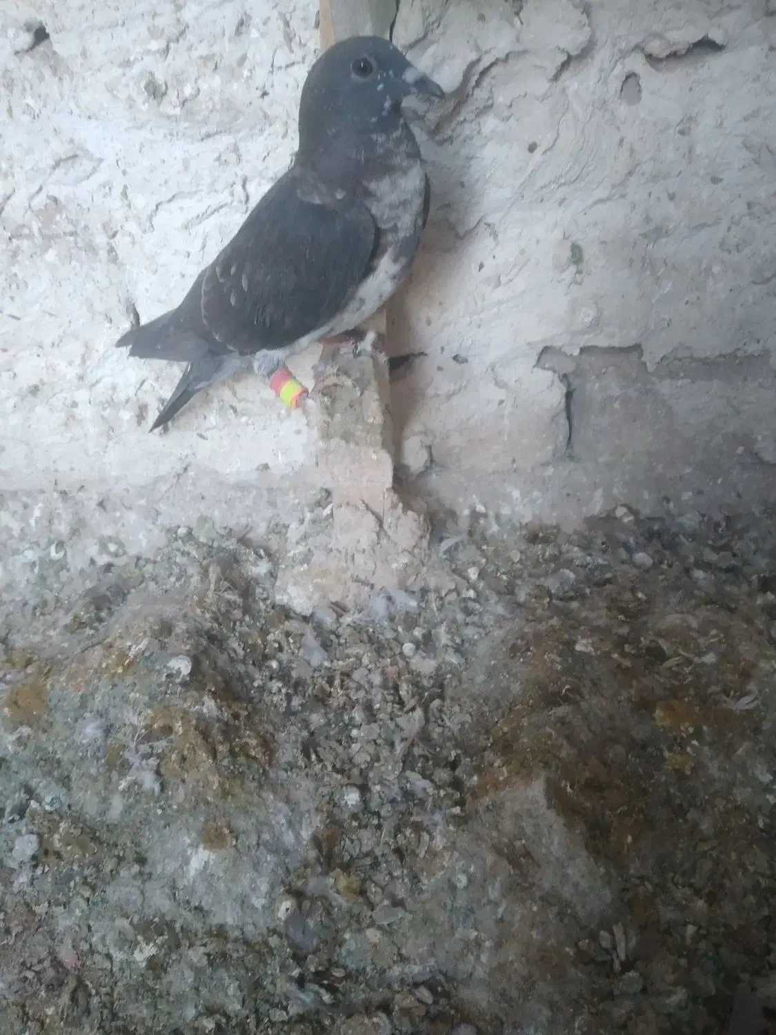 پرنده پرشی|پرنده|شیراز, داریون|دیوار