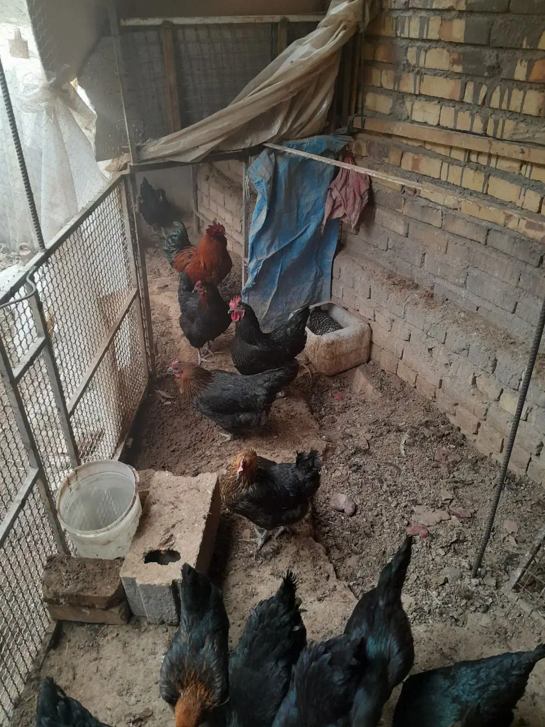 مرغ وخروس تخمگذار جوان|حیوانات مزرعه|ساوه, |دیوار