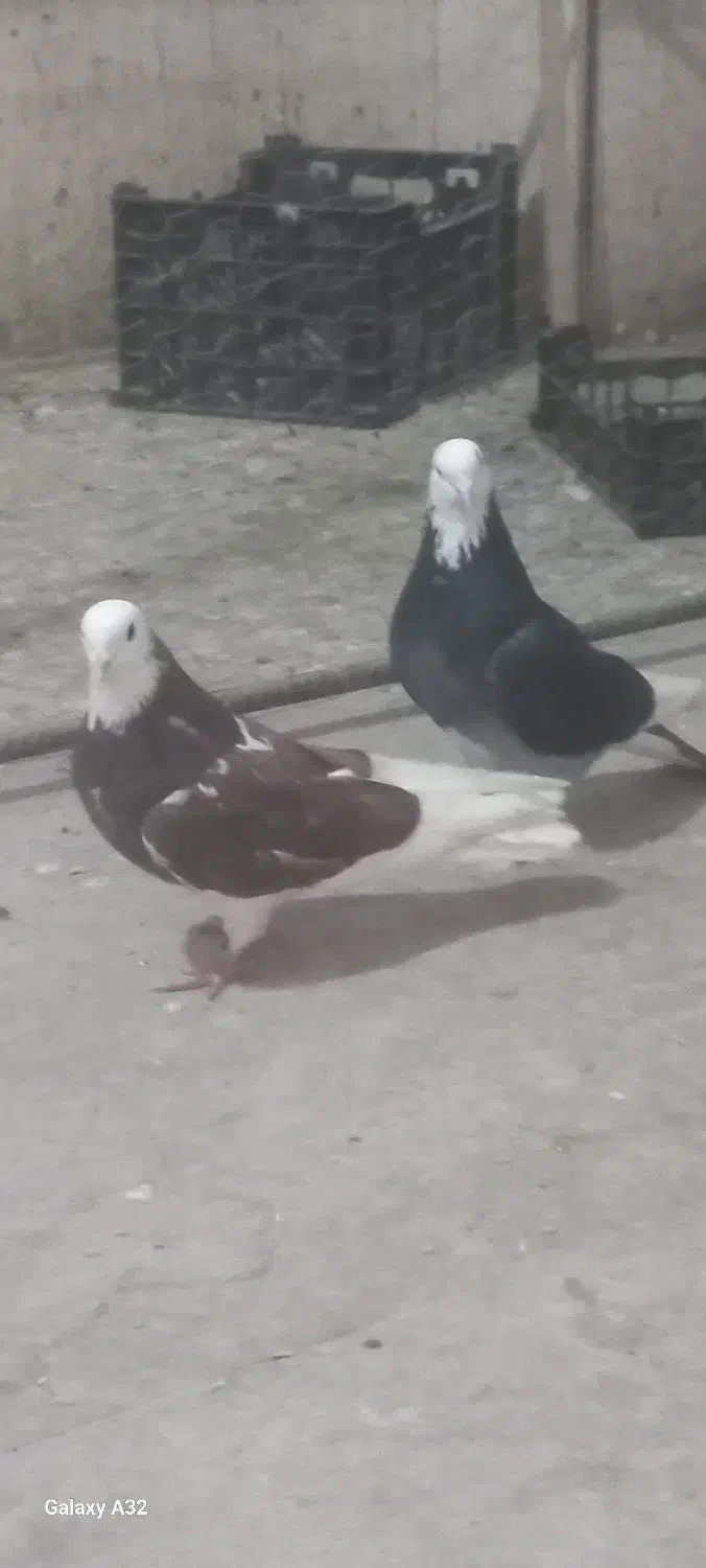 کفتر شازده زیبا|پرنده|سراب, |دیوار