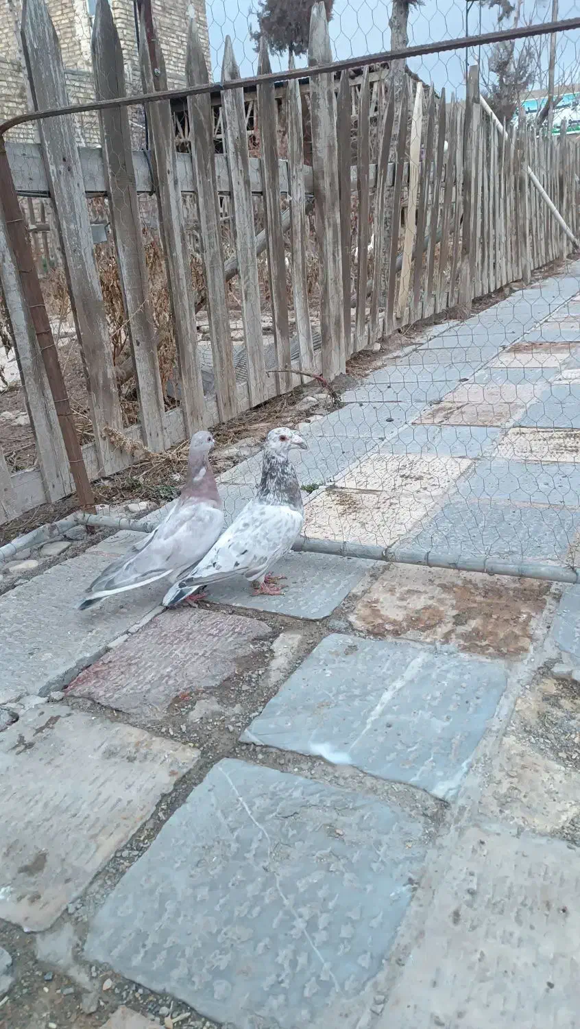 یک جفت هفرنگ فروشی|پرنده|اسفرورین, |دیوار