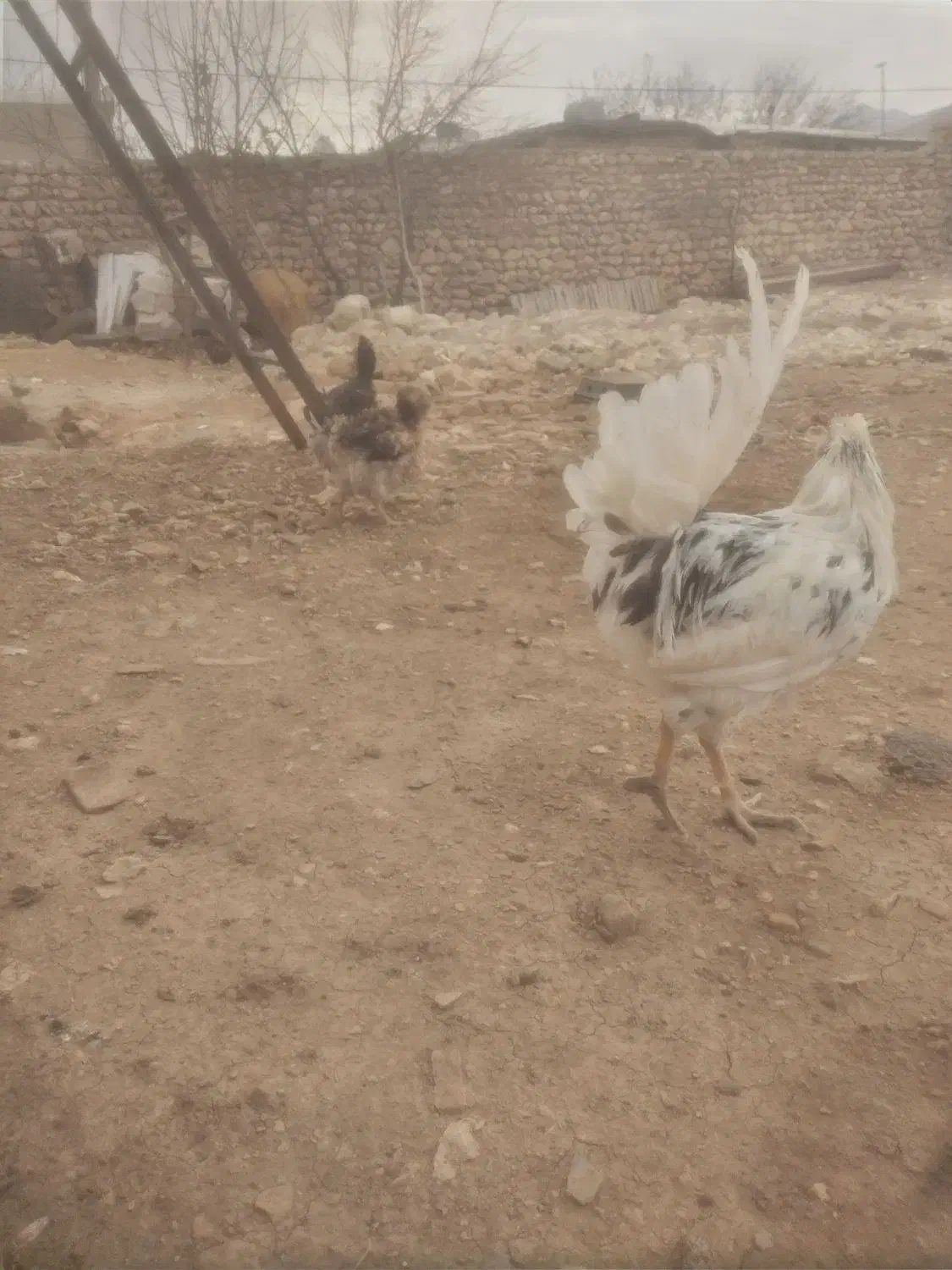 مرغ و خروس گلین بومی جوان|حیوانات مزرعه|لردگان, |دیوار