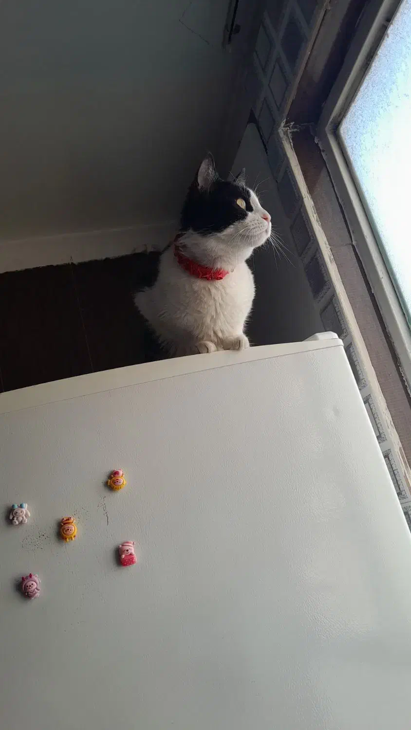 واگذاری گربه ماده تاکسیدو|گربه|کرج, گلشهر|دیوار