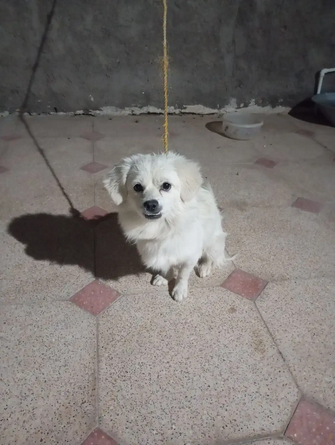 سگ شیتزو حرف گوش کن|سگ|بم, |دیوار