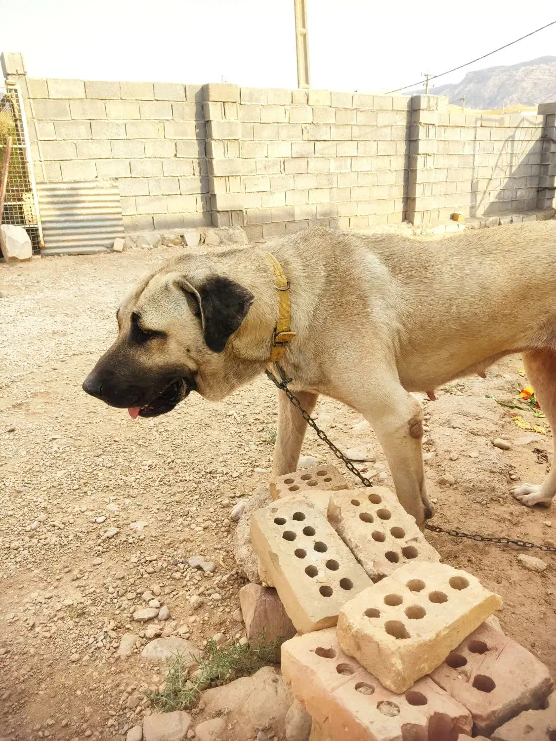 واگذاری سرابی خالص سرابی پژدردوبرمن خونگی|سگ|کرمانشاه, |دیوار