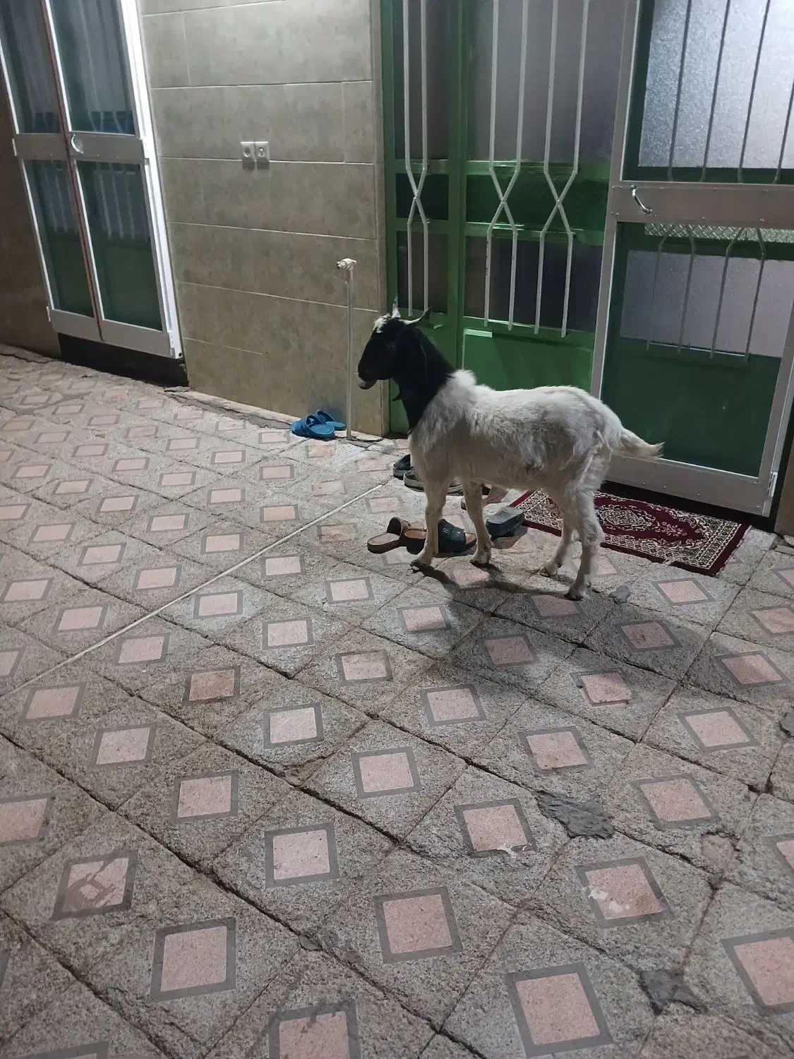 کهره نر .راور|حیوانات مزرعه|راور, |دیوار