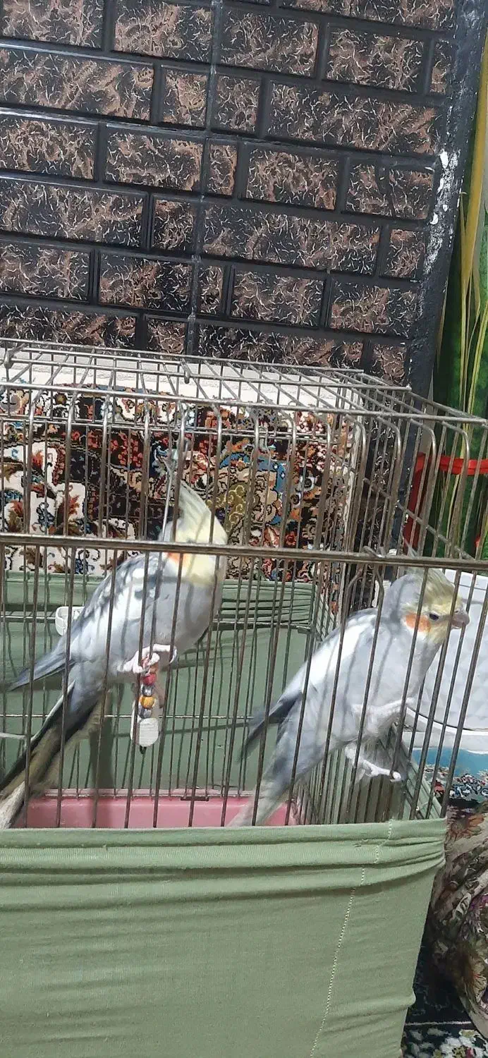 عروس هلندی|پرنده|گلستان (تهران), |دیوار