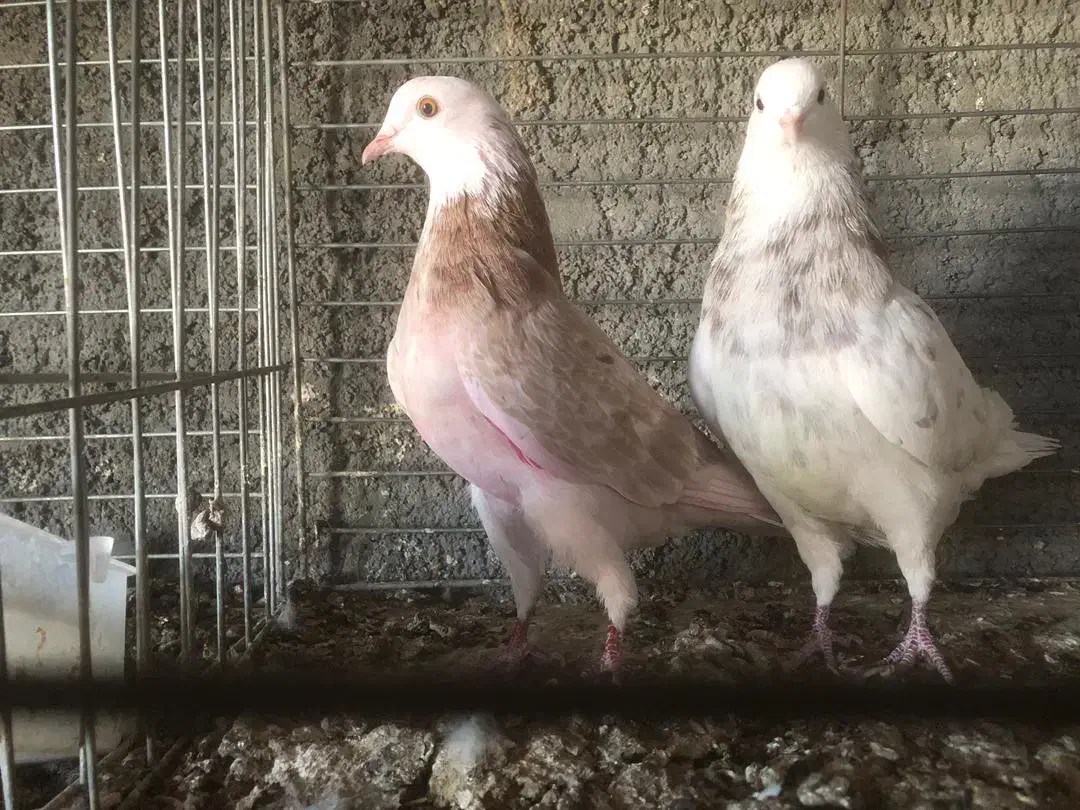 نروماده دهنجور ساعت بالا|پرنده|تهران, امام زاده عبدالله|دیوار