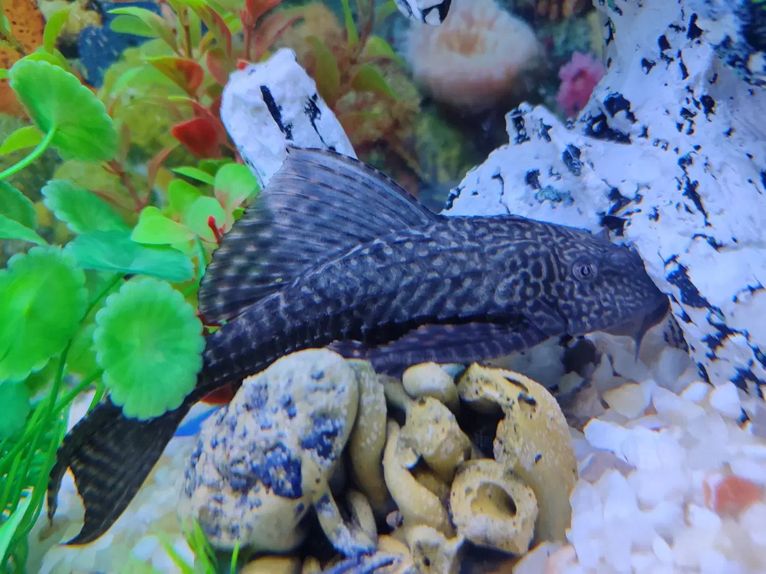 فروش ماهی گوشتخوار به قیمت خیلی خوب|ماهی|قوچان, |دیوار