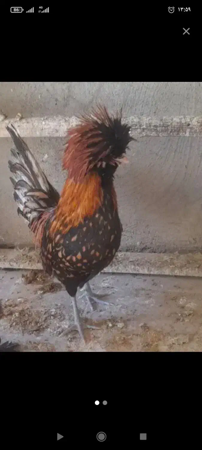 خروس زینتی|حیوانات مزرعه|رباط‌کریم, وهن آباد|دیوار