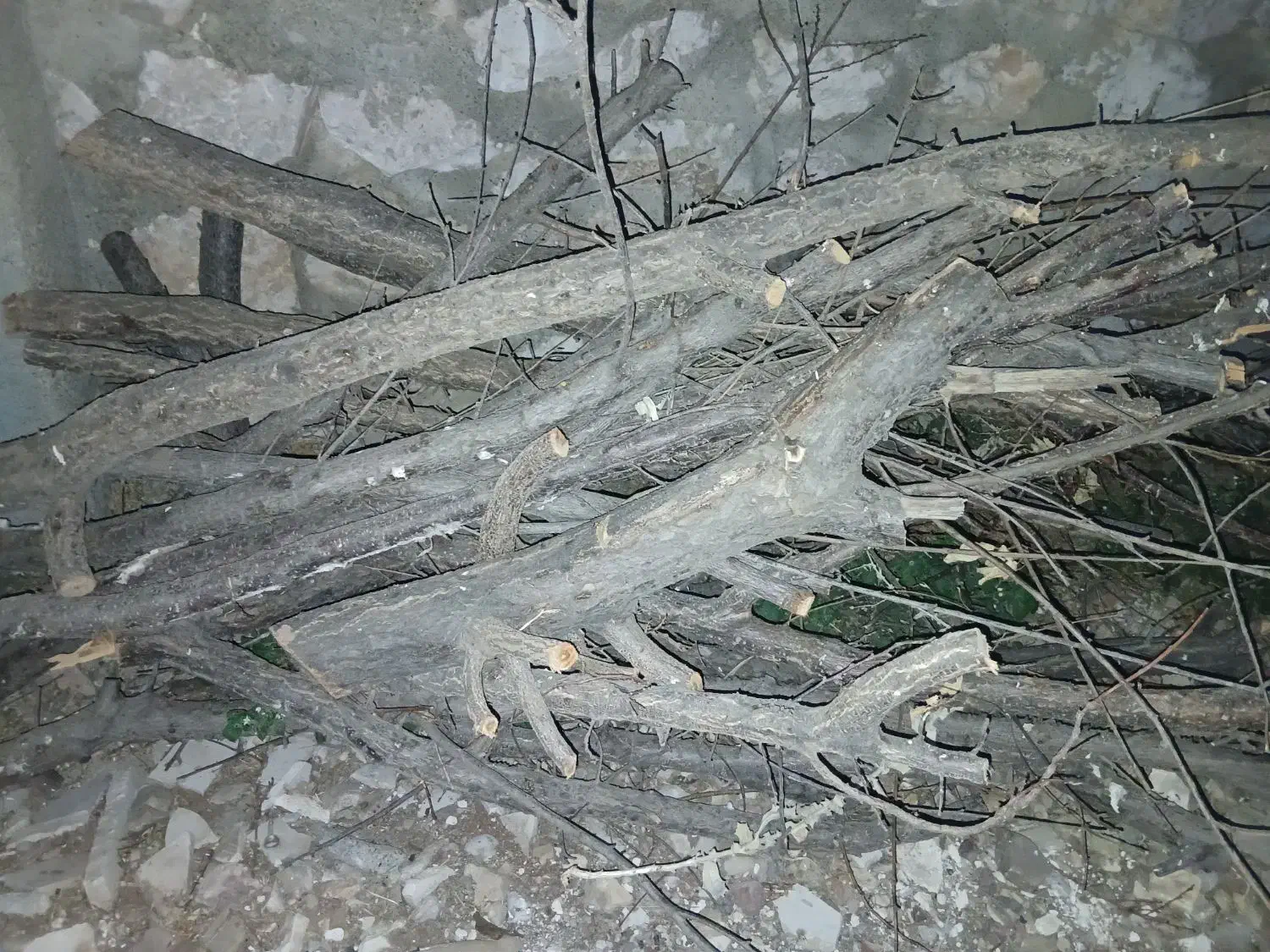 فروش چوب درخت میوه|گل و گیاه طبیعی|هرسین, |دیوار